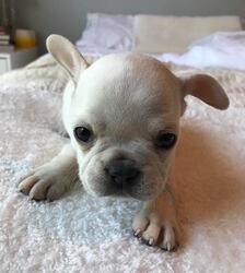 French Bulldog Puppy for sale in CHARLESTON, SC, USA