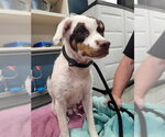 Small German Shorthaired Pointer Mix