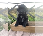 Puppy 7 Bordoodle