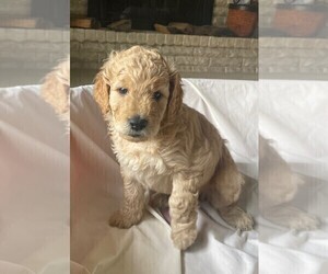 Goldendoodle Puppy for sale in TROY, MI, USA