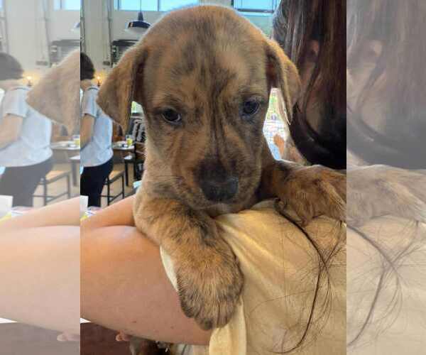 Medium Photo #2 Labrador Retriever-Unknown Mix Puppy For Sale in Holly Springs, NC, USA
