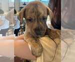 Small #1 Labrador Retriever Mix