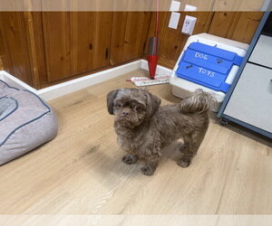 Shih Tzu Dogs for adoption in Raleigh, NC, USA