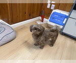 Simon - Male Shih Tzu Dog for Adoption - Small photo