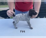 Puppy 4 German Shorthaired Pointer