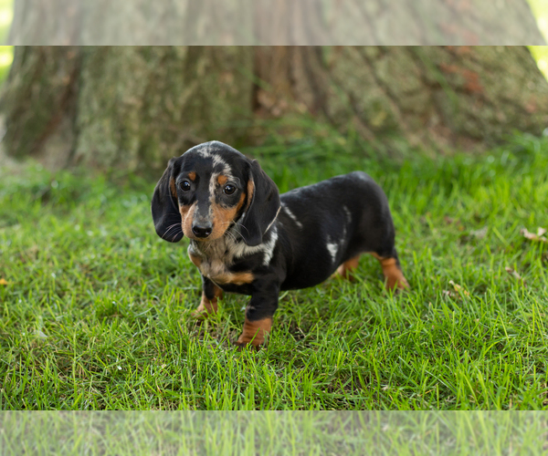 Medium Photo #10 Dachshund Puppy For Sale in BREMEN, IN, USA