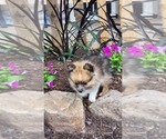 Puppy Warrior Pomeranian