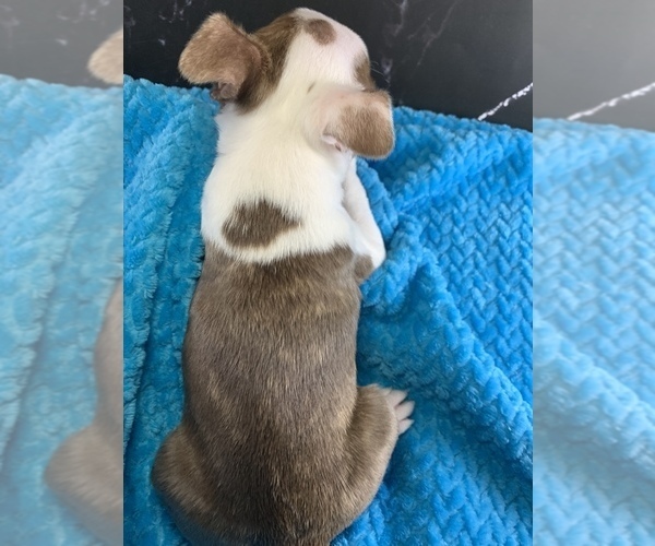 Medium Photo #14 Boston Terrier Puppy For Sale in TULARE, CA, USA