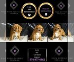 Small #4 Cavalier King Charles Spaniel