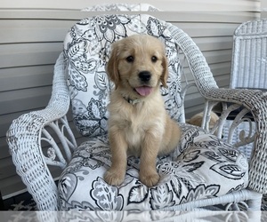 Golden Retriever Puppy for sale in FAIR PLAY, SC, USA