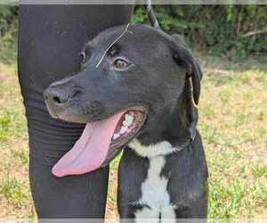 Labrador Retriever-Unknown Mix Dogs for adoption in Anniston, AL, USA