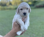 Small Photo #13 Golden Retriever Puppy For Sale in DOTHAN, AL, USA