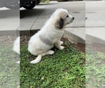Small Photo #6 Great Pyrenees Puppy For Sale in ADAIRSVILLE, GA, USA