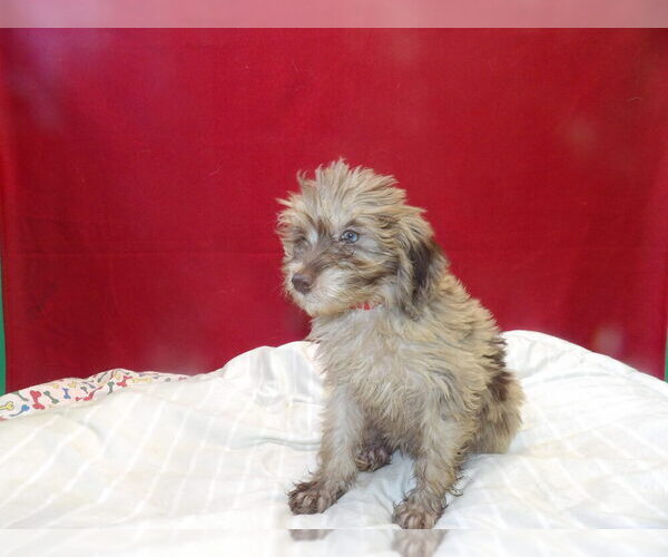 Medium Photo #2 F2 Aussiedoodle Puppy For Sale in PATERSON, NJ, USA