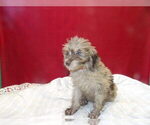 Small #1 F2 Aussiedoodle