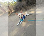 Small #2 Chihuahua Mix