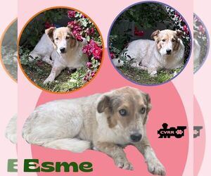 Collie-Unknown Mix Dogs for adoption in Lindsay, CA, USA