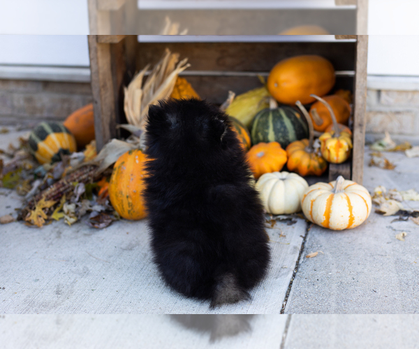 Medium Photo #6 Pomeranian Puppy For Sale in NAPPANEE, IN, USA
