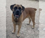 Bruce 2 - Female Mastiff Dog for Adoption - Small photo