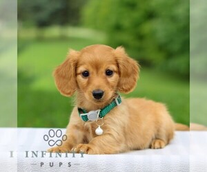 Dachshund Puppy for sale in ANNVILLE, PA, USA