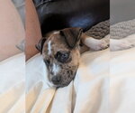 Small #1 Catahoula Leopard Dog Mix