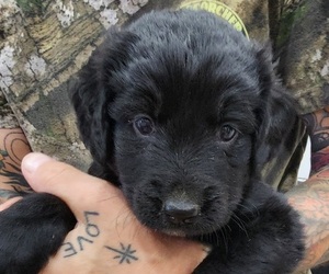 Bernedoodle Puppy for Sale in WACO, Texas USA