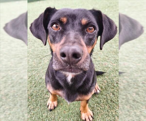 Medium Photo #1 Dachshund-Unknown Mix Puppy For Sale in Woodland, CA, USA