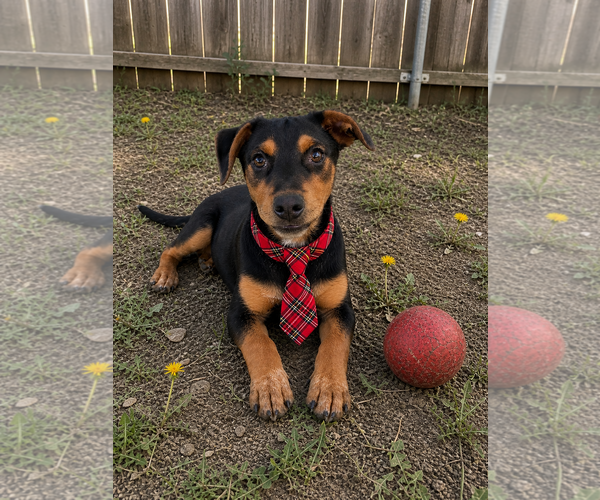 Medium Photo #1 Borador Puppy For Sale in Mt. Laurel, NJ, USA