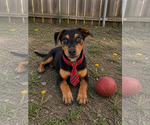 Small Borador