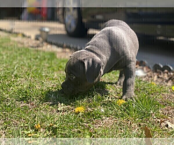 Medium Photo #17 American Bully Puppy For Sale in OVERLAND, KS, USA