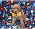 Small #2 Cavapoo (Miniature)