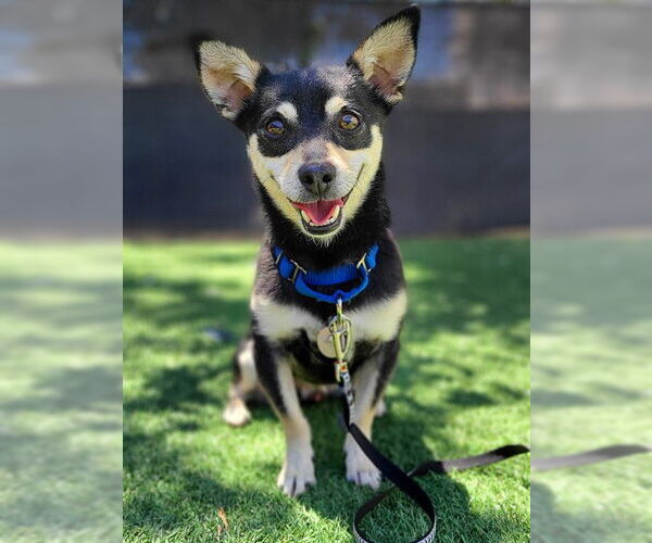 Medium Photo #2 Chihuahua Puppy For Sale in Redwood City, CA, USA