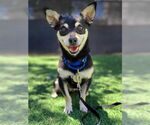 Small #1 Chihuahua