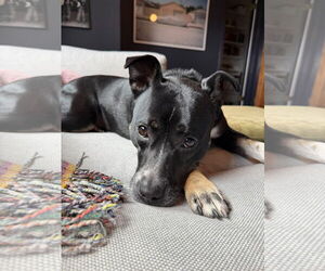 Mutt Dogs for adoption in Rockaway, NJ, USA