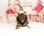 Small Photo #2 Cocker Spaniel-Poodle (Miniature) Mix Puppy For Sale in WARSAW, IN, USA