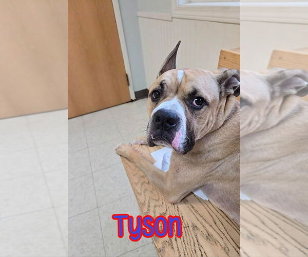 Medium Photo #4 Bulloxer Puppy For Sale in Port Clinton, OH, USA