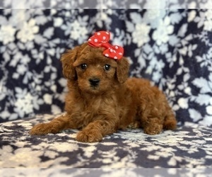 Cavapoo Puppy for sale in LAKELAND, FL, USA