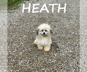 Shih-Poo Puppy for sale in HARTLAND, MN, USA