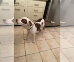 Small #18 American Staffordshire Terrier Mix