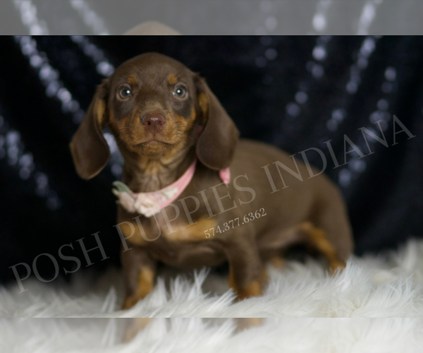 Medium Photo #3 Dachshund Puppy For Sale in WARSAW, IN, USA