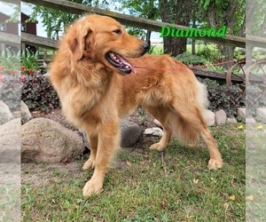 Father of the Golden Retriever puppies born on 04/11/2025