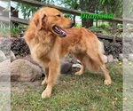 Small Photo #1 Golden Retriever Puppy For Sale in FREMONT, MI, USA