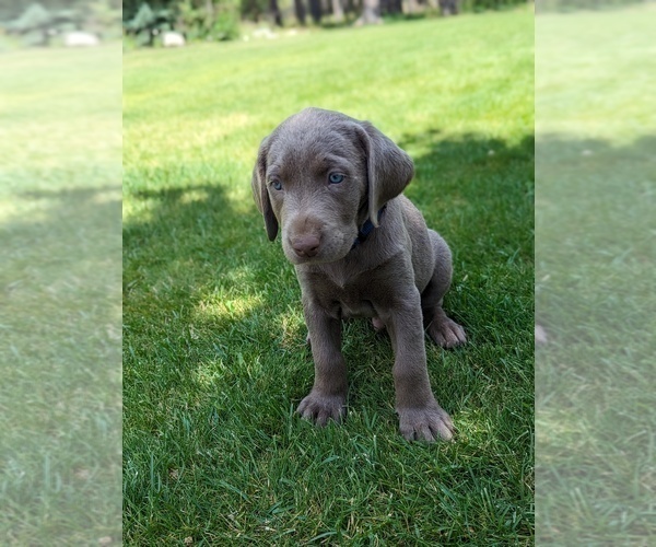 Medium Photo #3 Labrador Retriever Puppy For Sale in ATHOL, ID, USA