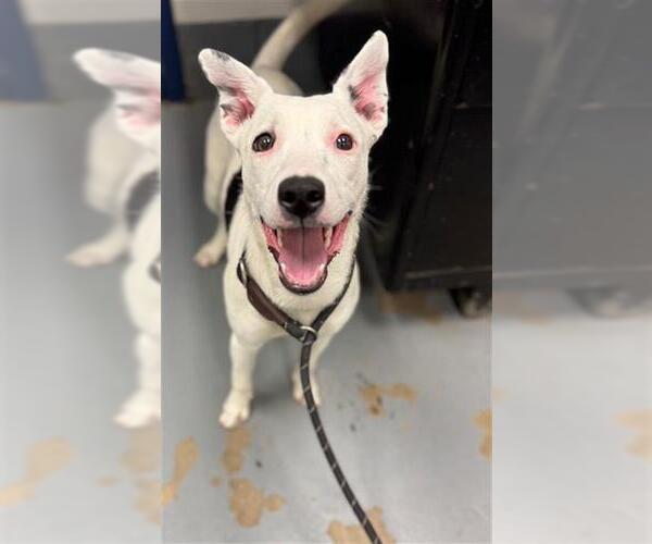 Medium Photo #1 Mutt Puppy For Sale in Peoria, IL, USA