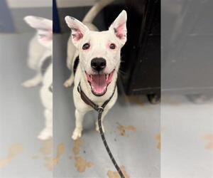 Mutt Dogs for adoption in Peoria, IL, USA