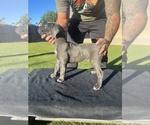 Puppy Gray girl 1 Cane Corso