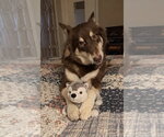 Small #3 Australian Shepherd