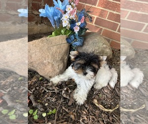 Biewer Terrier Puppy for sale in LATHRUP VILLAGE, MI, USA