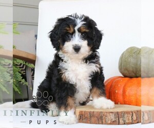 Bernedoodle (Miniature) Puppy for sale in EPHRATA, PA, USA