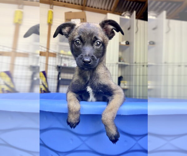 Medium Photo #2 Mutt Puppy For Sale in Imlay City, MI, USA